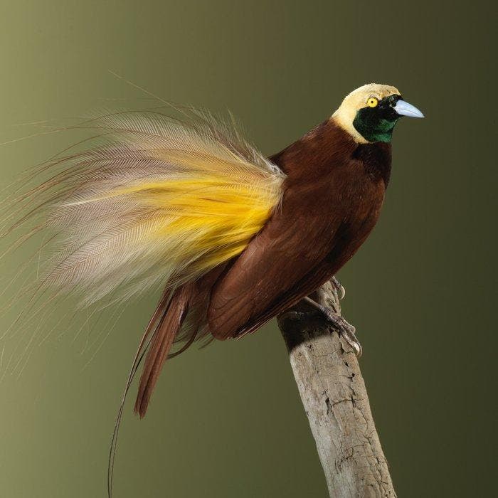 Unique opportunity - Greater bird-of-paradise Taxidermie, Collections, Collections Animaux
