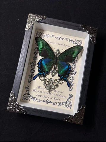 spécimen de papillon Support mural pour taxidermie - Papilio