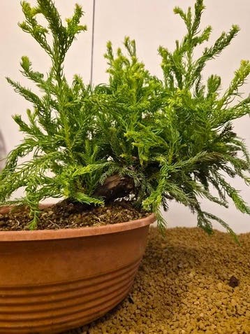 cryptomeria japonica - Hoogte (boom): 33 cm - Diepte (boom):