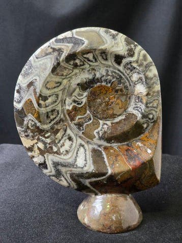 Ammoniet - Gefossiliseerd dier - Goniatite - 22 cm - 15 cm