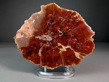 Fossiele roodhoutschijf - Gefossiliseerde plant - 20.5 cm -