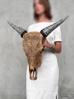 Geen minimumprijs - Prachtige bruine koeensk skull met