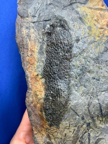 Prachtige carboniferous-kegel - Gefossiliseerde plant -