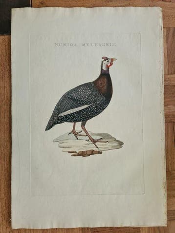 Numidia meleagris (parelhoen) - 1829