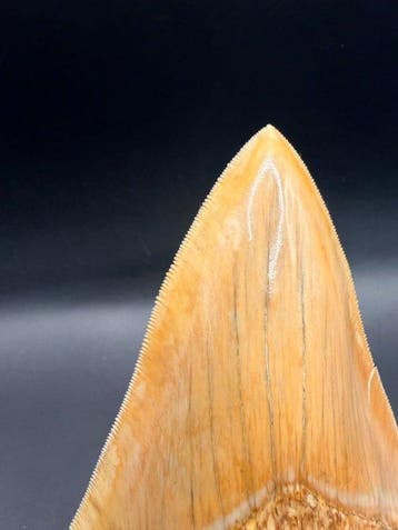 Megalodon - Fossiele tand - Carcharocles megalodon - 12.9 cm, Verzamelen, Mineralen en Fossielen