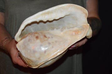 Escargot de mer Coquillage marin - S-620 CASSIS TESSELLATA, Nieuw