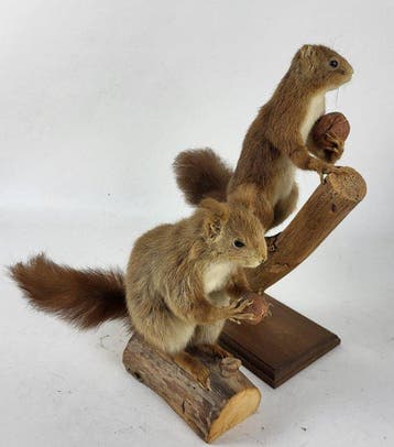 Eekhoorn Taxidermie volledige montage - Sciurus vulgaris -, Verzamelen, Nieuw