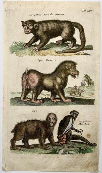 Matthäus Merian (1593-1650) Folio: Baboon Manticore Papio
