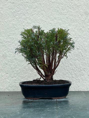 Hinoki cipres bonsai (Chamaecyparis obtusa) - Hoogte (boom):