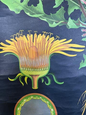 Löwenzahn - Jung Koch Quentell, Paardenbloem 1969 -, Antiek en Kunst