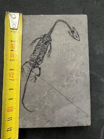 Reptile marin - Animal fossilisé - Fossile de Keichousaurus