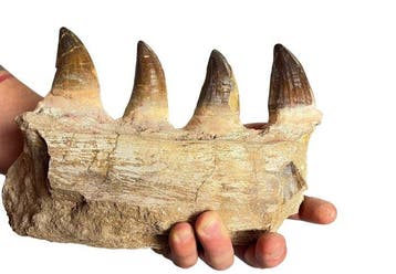 Mosasaurus - Gefossiliseerde kaak - 16 cm - 8 cm (Zonder