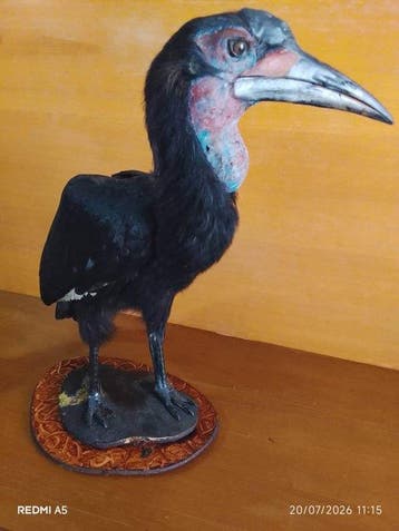 argot terrestre Support de corps entier pour taxidermie -, Nieuw