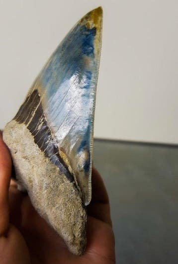 Megalodon - Fossiele tand - 128 mm - 83 mm, Verzamelen