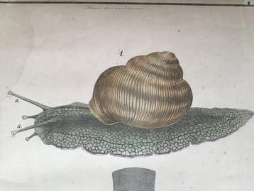 ??? - Stam der weekdieren - Jaren 1850, Antiek en Kunst