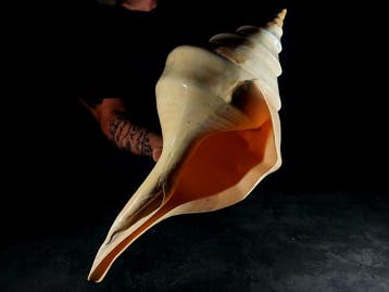 belangrijke Australische trompet Taxidermie volledige, Collections