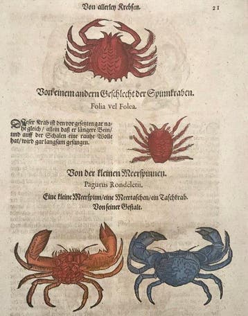 Conrad Gessner [d1565]; folio, 5 hand coloured woodcuts -, Antiek en Kunst