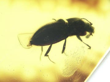 Birmese barnsteen - Barnsteen - Burmese Amber (Myanmar) with