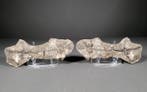 Fossiel parareptiel in een nodule - Fossiele sterfteplaat -