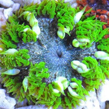 Epicystis Crucifer (Groen) (Ong. 5 cm), Dieren en Toebehoren