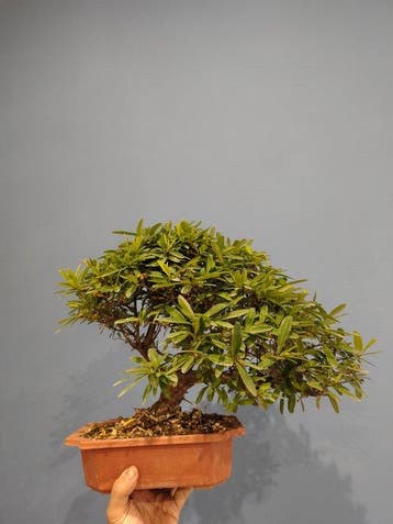 Vuurdoorn bonsai (Pyracantha) - Hoogte (boom): 33 cm -