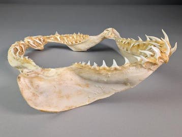 Kortvinmakohai (Alleen EU) Kaak vastgezet - Isurus, Verzamelen, Nieuw