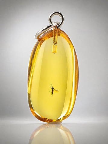 Museumkwaliteit Baltisch amberhanger – parasitaire wesp en