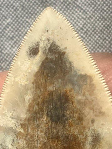 Megalodon-tand 11,3 cm - Fossiele tand - Carcharocles, Collections