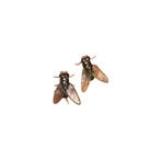 Grappige Strontvlieg Oorbellen - Oorbel Dames Heren - Insect, Verzamelen, Verzenden, Nieuw