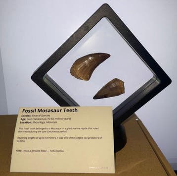 Mosasaurus - Fossiele tand - Unieke mosasaurus tanden Groot