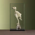 Giervalk Skelet Taxidermie Opgezette Dieren By Max, Ophalen of Verzenden, Nieuw, Vogel, Opgezet dier