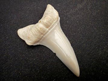 Requin mako Dent - Isurus oxyrinchus - 42 mm - 26 mm - 7 mm-