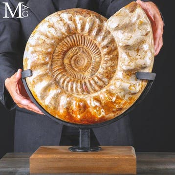 Ammonieten Kranaosphinctes - Perfecte Staat van Behoud - Een