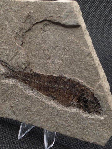 Zeldzame fossiele vis – Lycoptera muroii - Gefossiliseerd, Verzamelen