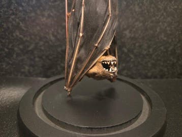 Vleermuis Taxidermie volledige montage - Chiroptera - 20 cm