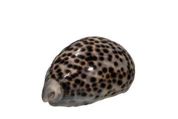 Grote Tijger-Cypraea: Cypraea tigris (99 mm) – Makelloses