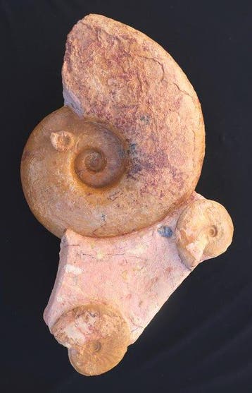 Grote set van 4 ammonieten - Gefossiliseerde schelp -