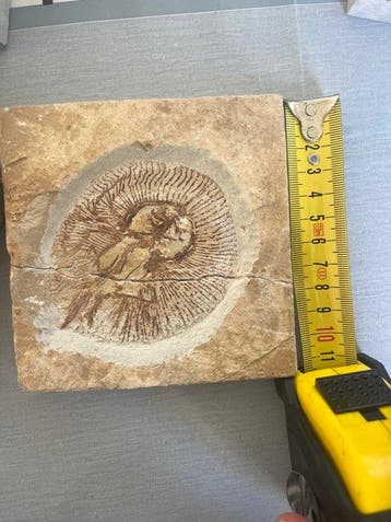 Poisson - Animal fossilisé - Cyclobatis