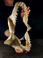 kaak van de makohaaien Taxidermie volledige montage - Isurus, Nieuw