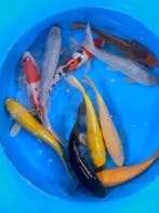 Hirasawa Marusei 29-34cm (Japanse Koi), Ophalen of Verzenden