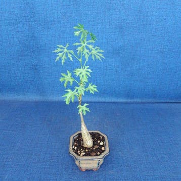 Vitis tuberosa - Hoogte (boom): 28 cm - Diepte (boom): 8 cm