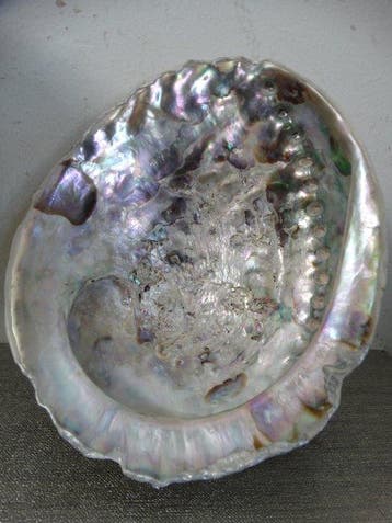 Centre de table (3) - Agate, Coquille - ormeau corne de
