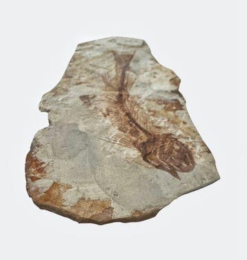 Poisson - Animal fossilisé - Fossil Fish from China