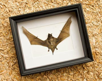 Vleermuis Taxidermie volledige montage - Otomops formosus -, Nieuw