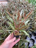 Alternanthera Rosaefolia (Aquariumplanten), Verzenden, Nieuw, Plant(en), Steen of Hout