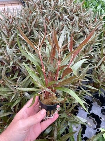 Alternanthera Rosaefolia (Aquariumplanten), Verzenden, Plant(en), Steen of Hout