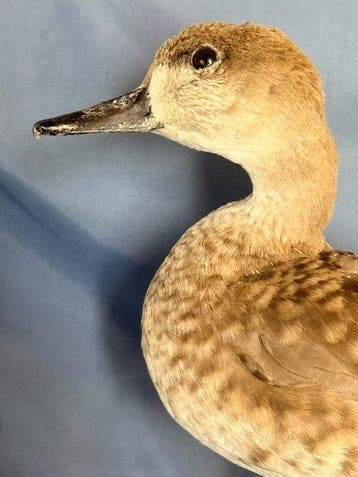 Canard marbré Support de corps entier pour taxidermie -, Nieuw