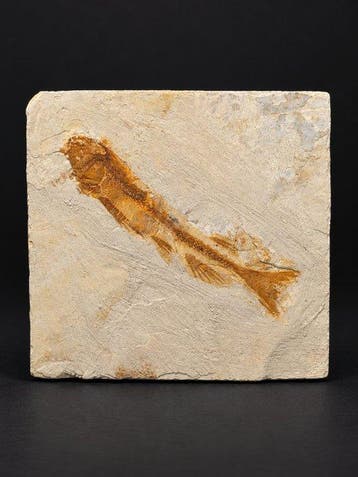 Remarkable Lycoptera Fossil Fish – Beautifully Preserved on