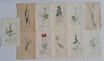 James Sowerby - No. 21 hancoloured botanical plates from