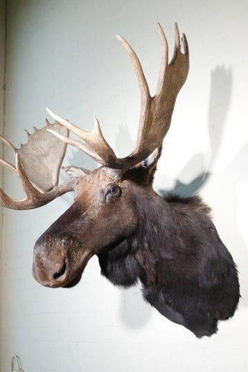 Large Northern Elk/Moose Schedel - Alces alces - 115 cm -, Nieuw